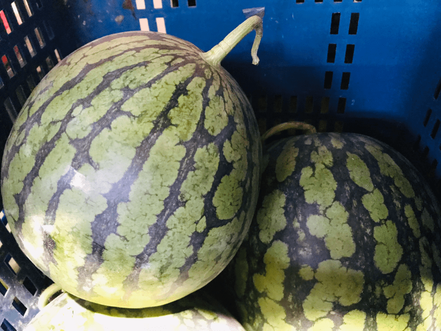 小玉西瓜(黃肉)