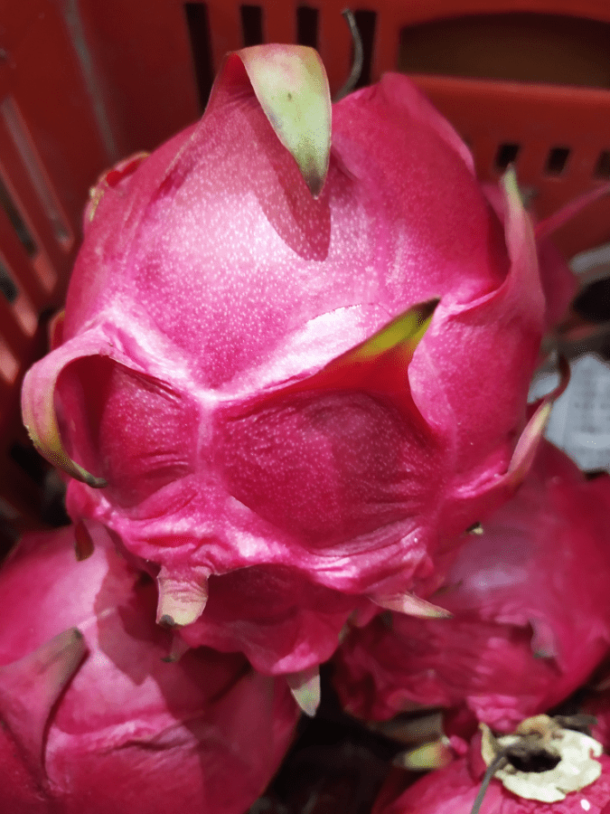 紅肉火龍果（49/斤）