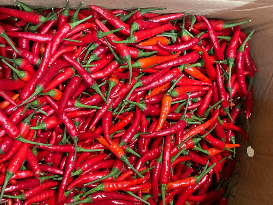 朝天椒-c423劉記生薑