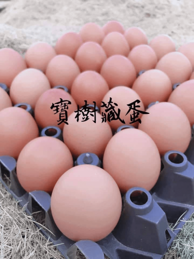 特選新鮮靈芝蛋_食天地食品嚴選