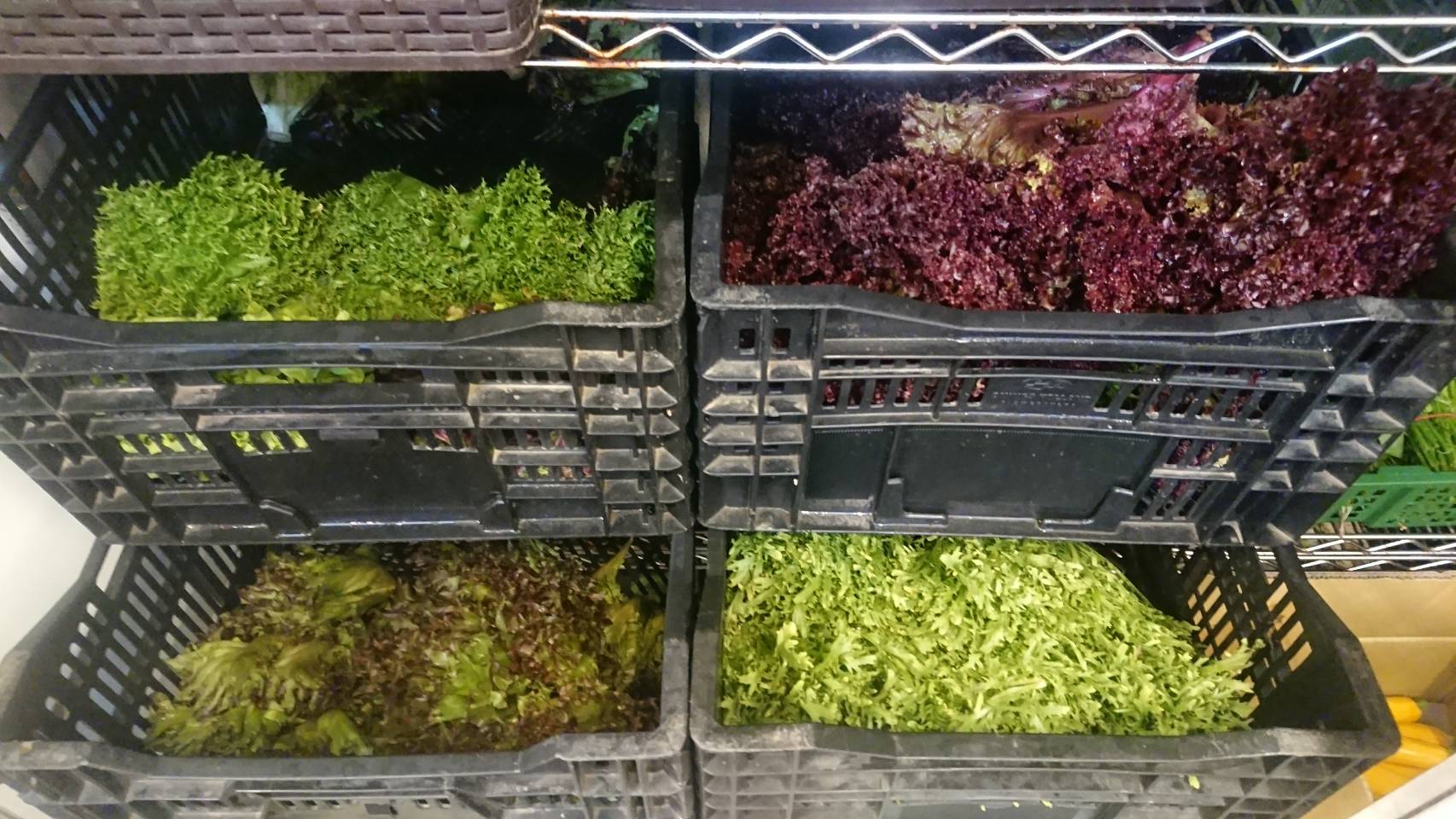 各式新鮮蔬果02