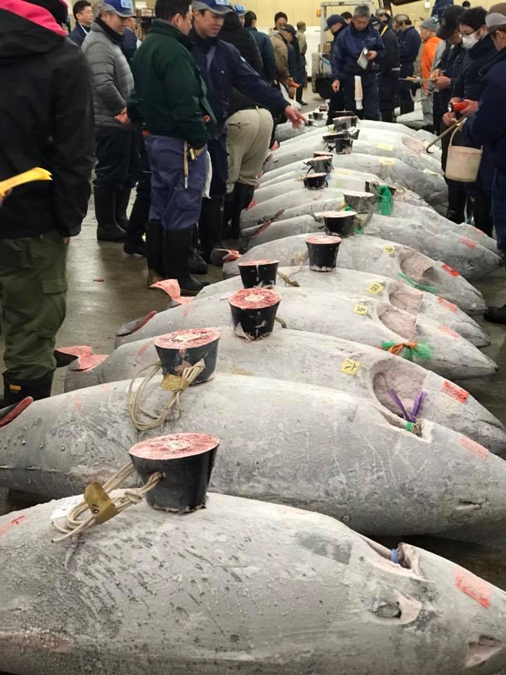 魚市現場挑選新鮮鮪魚