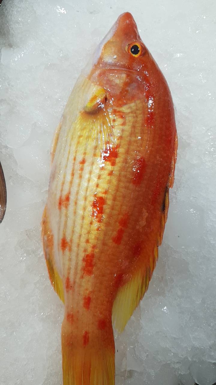 當季海魚-四齒