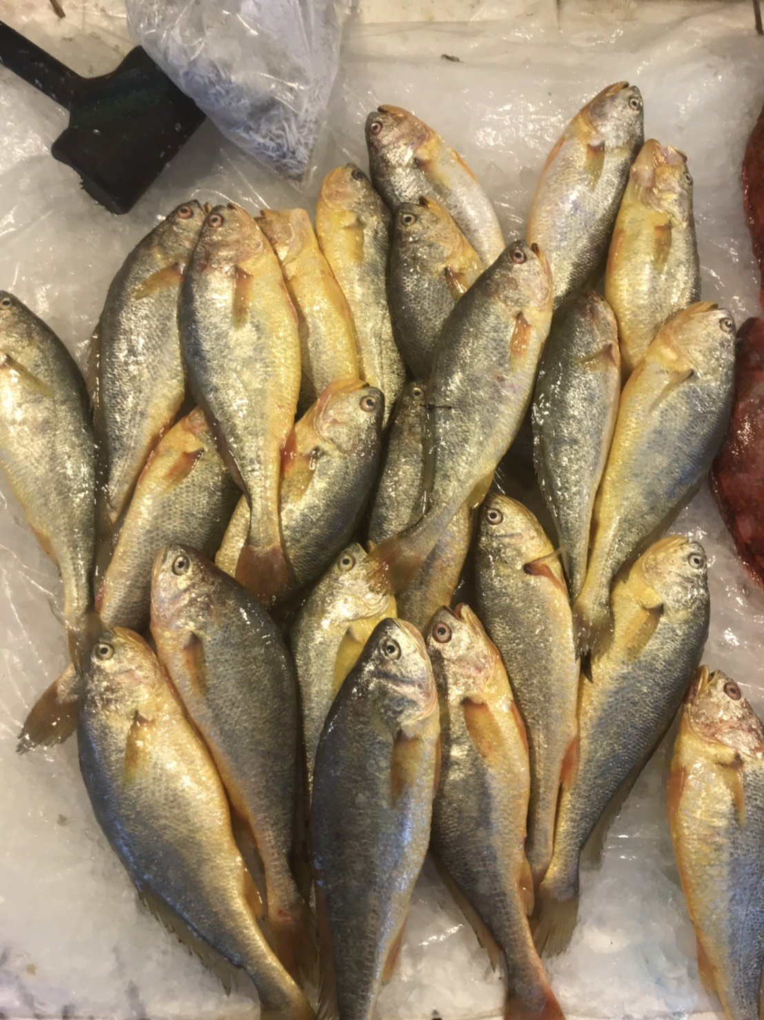 當日現流海魚01