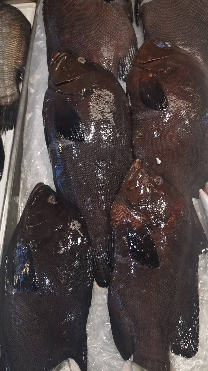 新鮮海魚
