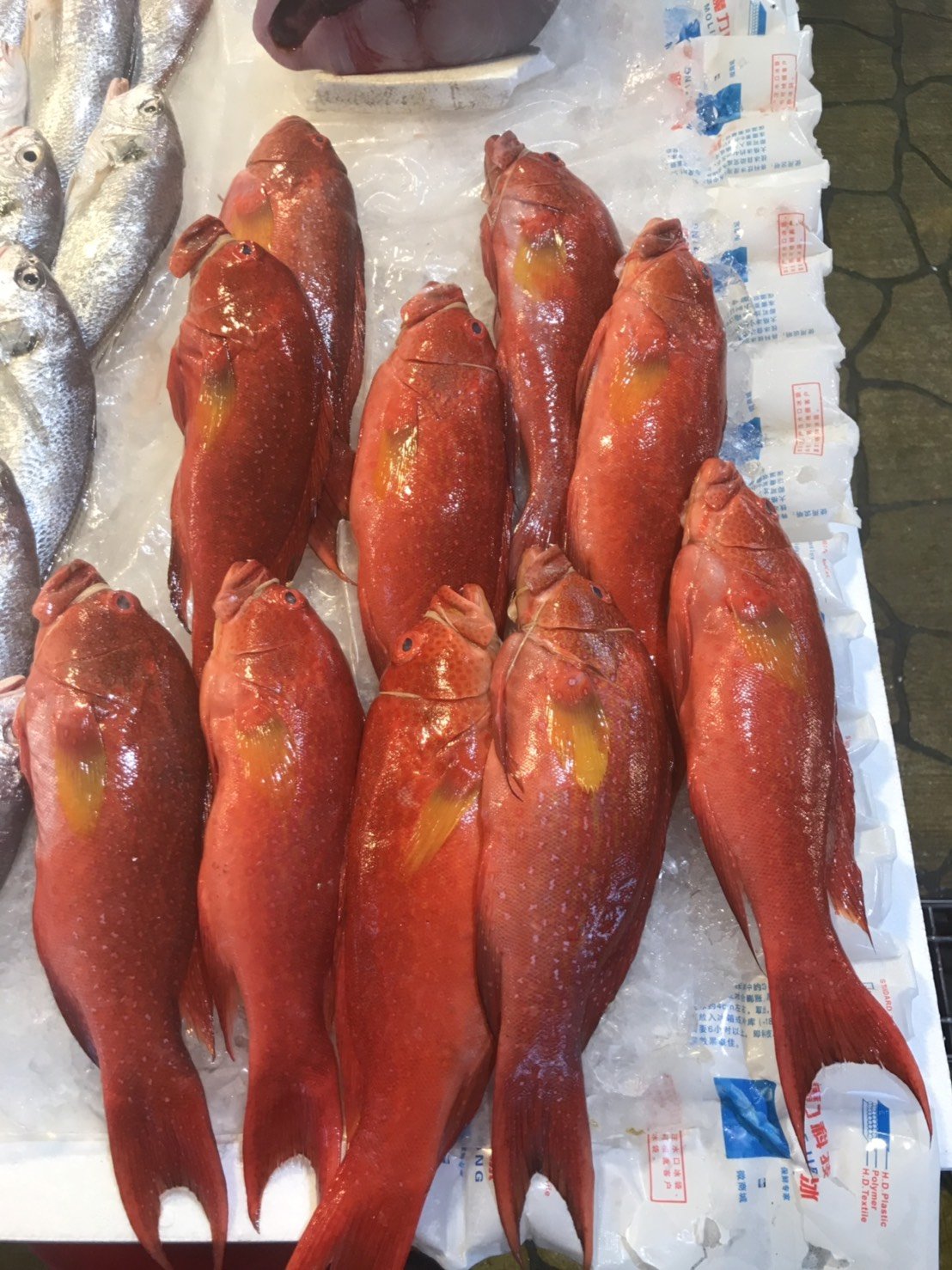 當日現流海魚03