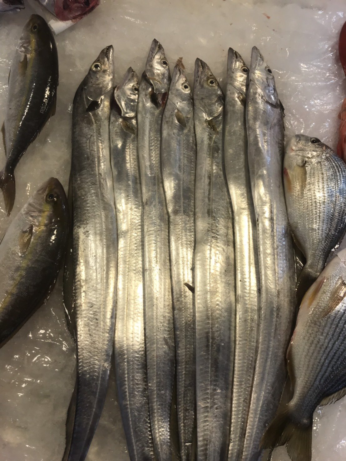 當日現流海魚02