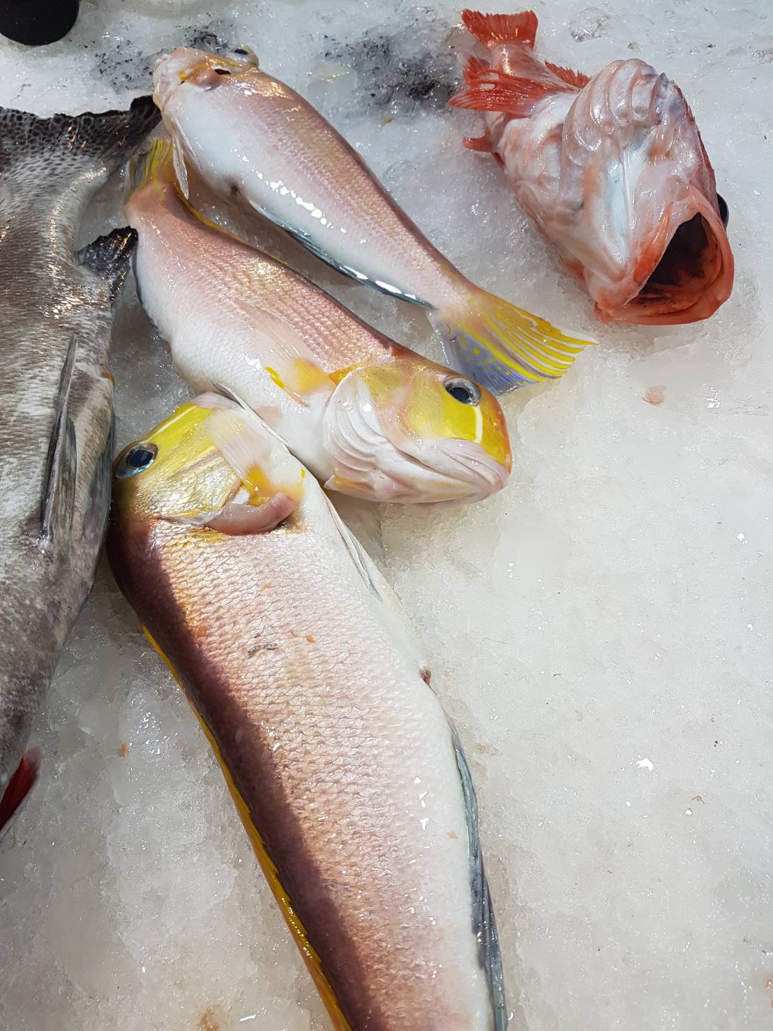 當季海魚-紅方頭魚(紅馬頭魚)