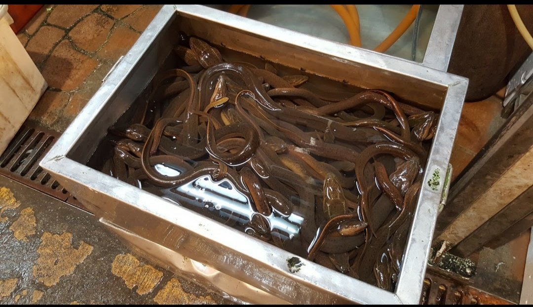 各式新鮮淡水水產