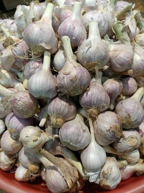 本土蒜頭，香又辣