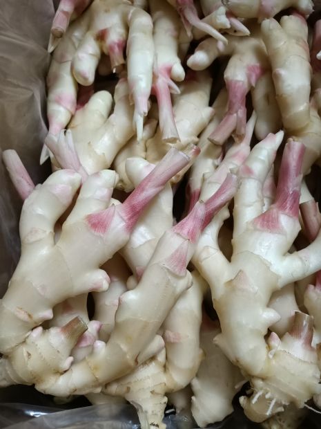 季節限定 嫩薑，醃製涼拌好幫手