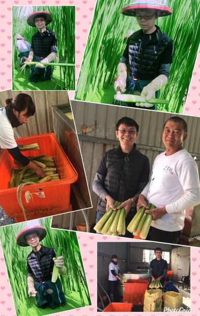 產地直送埔里筊白筍